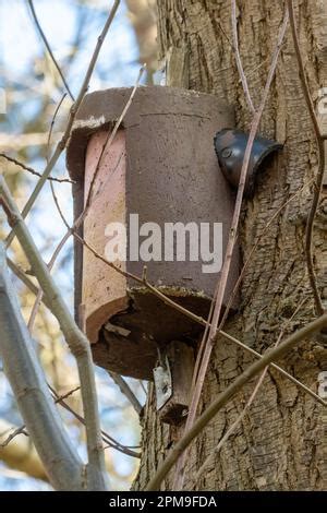 Treecreeper bird nest box with entrances at the sides, designed for treecreepers, on a pine tree ...