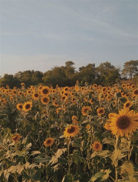 Sunflower | Sunflower pictures, Nature aesthetic, Nature photography