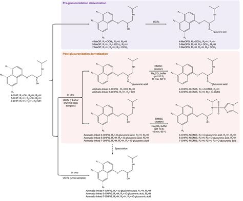 Molecules | Free Full-Text | Glucuronidation Pathways of 5- and 7 ...