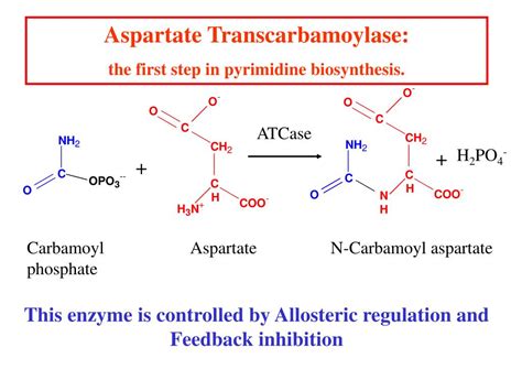 PPT - Enzyme Catalysis PowerPoint Presentation - ID:590166