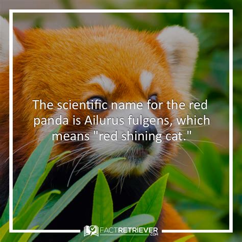 32 Interesting Red Panda Facts | Fact Retriever.com | Panda facts, Red ...