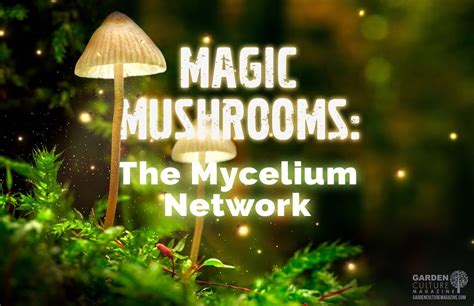 How Mushrooms And The Mycelium Network Are Healing The World