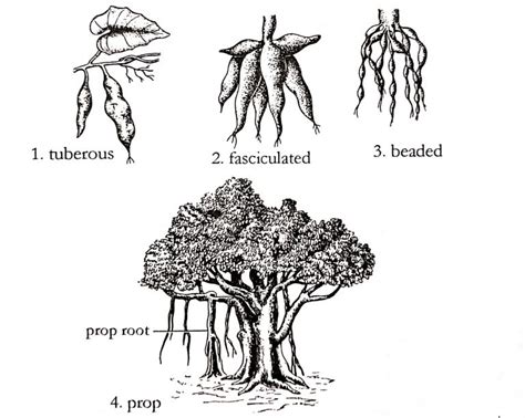 Different types of roots and their modifications in plants - Online ...