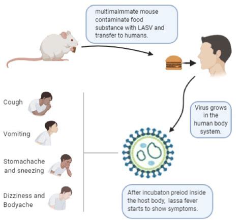 Mode of Transmission of Lassa Fever and Some of the symptoms. | Download Scientific Diagram