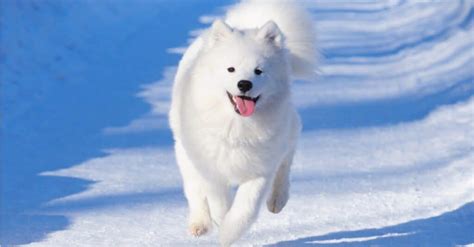 Great Pyrenees vs Samoyed: What Are The Differences? - A-Z Animals