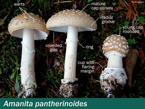 Amanita pantherinoides – Mushrooms Up! Edible and Poisonous Species of Coastal BC and the ...