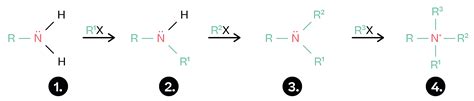 Reactions of amines - Chemistry : Explanation & Exercises - evulpo