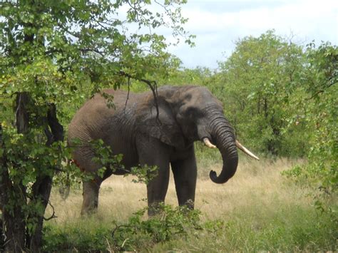 African Bush Elephant - Facts, Lifespan, Habitat, Behavior, Pictures | Animals Adda