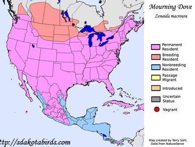 Mourning Dove - South Dakota Birds and Birding