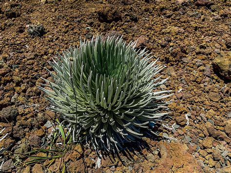 Silversword Plant Photograph by Beverly Read - Fine Art America