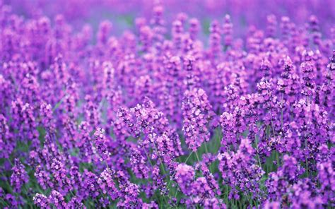 Lavender Flowers Desktop Background - Wallpaper, High Definition, High Quality, Widescreen