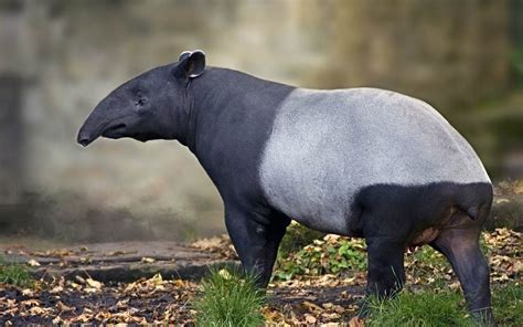 Tapir (Tapirus) – an eclectic animal in 2021 | Tapir, Animals, American animals