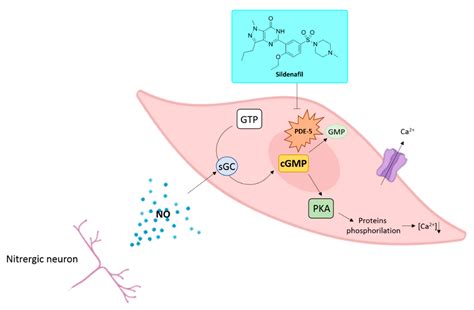 JPM | Free Full-Text | The Potential Role of Sildenafil in Cancer Management through EPR ...