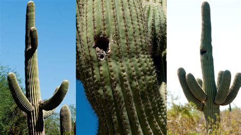 The Crested Saguaro Cactus, Desert Monsoons and Other Secrets of the Sonoran Desert | The Horticult