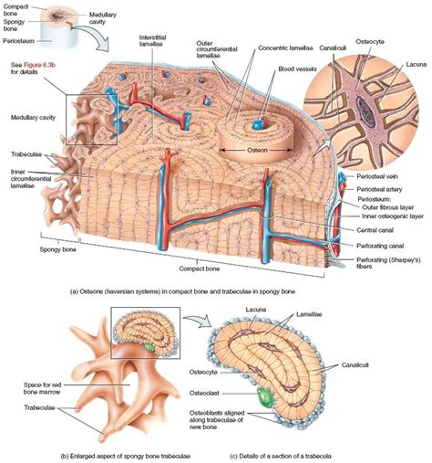 Histology of compact and spongy bone | Medical anatomy, Basic anatomy and physiology, Anatomy ...