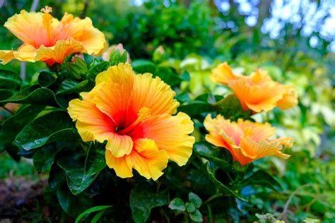 Hibiscus Flower Name In Hindi Meaning | Best Flower Site