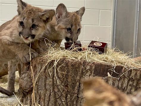 Adorable new UH cougar mascot cubs leap into new era with time-honored ...