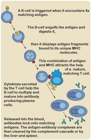 13. 51: Humoral Immune Response - Biology LibreTexts