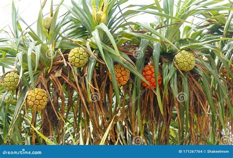 Screwpine Trees Are Native To Malaysia Royalty-Free Stock Image ...