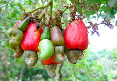 Cashew Nut Shell Liquid (CNSL) – Properties And Manufacture - Kumar Metal Industries