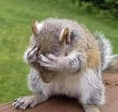 Zydeco's Cajun - Squirrel is Sad because he didn't get any...