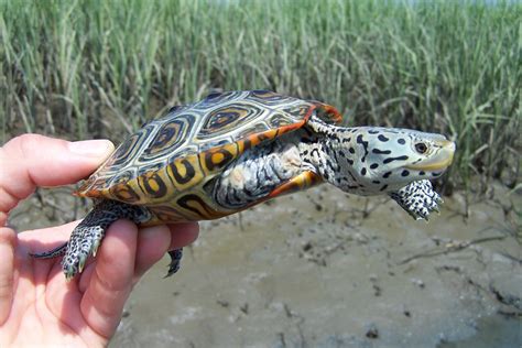 Diamondback Terrapin