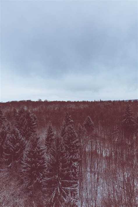 Winter Evergreen Forest Wallpapers - Wallpaper Cave