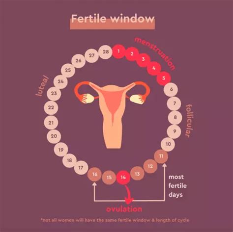 Ovulation Calculator