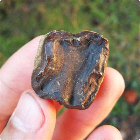 Tapir Tooth Fossil - Extinct North American Tapirus Veroensis - Ice Age ...