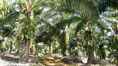 SINGGAH SEJENAK NUN JAUH DI DAMAK: KELAPA SAWIT PERLU 'PRUNNING'