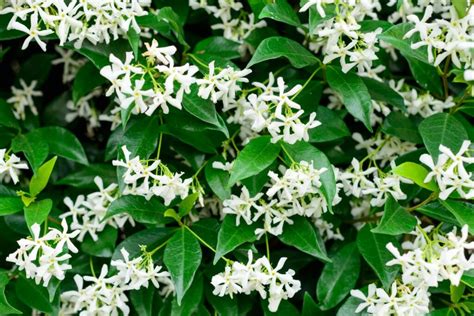 Star jasmine: varieties, cultivation & care - Plantura