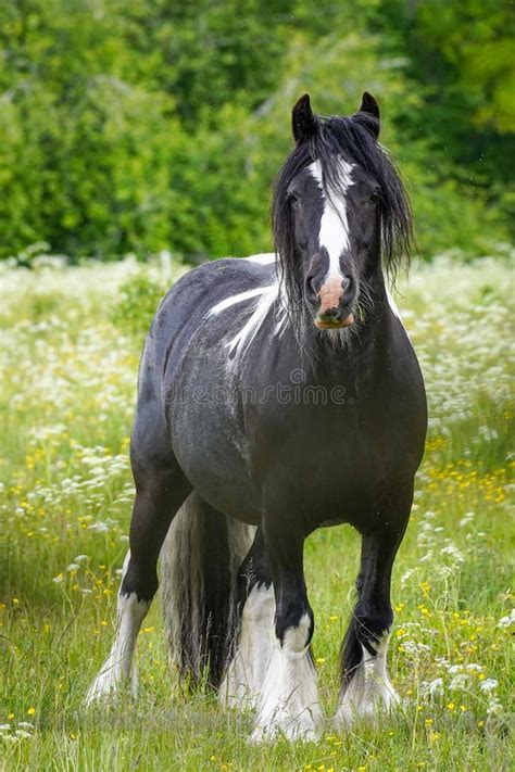 Black Fjord Horse with Black and White Mane on the Field Stock Photo ...