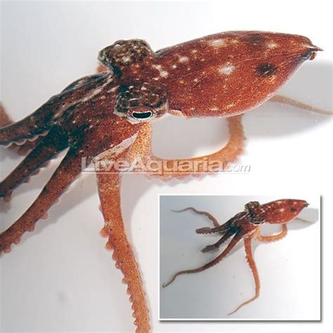 Atlantic Pygmy Octopus: Saltwater Aquarium Cephalopods | Saltwater ...