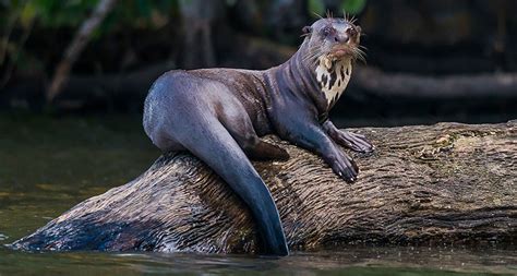 How a social lifestyle helped drive a river otter species to near ...