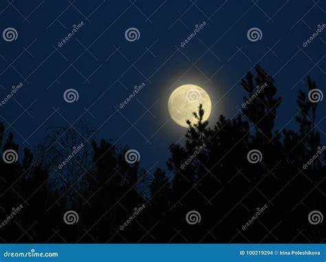 The full moon stock photo. Image of full, nature, trees - 100219294