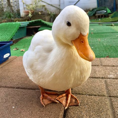 a white duck sitting on top of a sidewalk