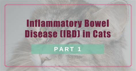 Inflammatory Bowel Disease (IBD) in Cats: Part 1 - Boulder Holistic Vet