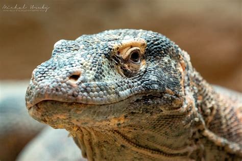 Varan komodský (Varanus komodoensis) | Komodo dragon, Dragon face, Postcard