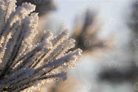 pine needles, close up 9773703 Stock Photo at Vecteezy