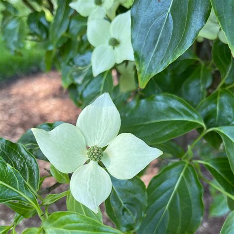 Cornus kousa | Kousa Dogwood - Doty Nurseries