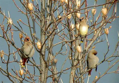 Bohemian Waxwing