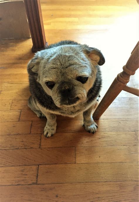 My senile old pug. : r/aww