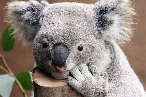 Baby Koala Wallpapers - Wallpaper Cave