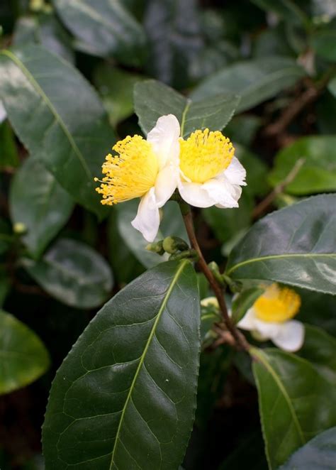 Green Tea (Camellia sinensis) | Green tea plant, Fragrant flowers ...