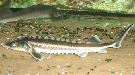 Russian Sturgeon (Fish of Serbia - guide) · iNaturalist