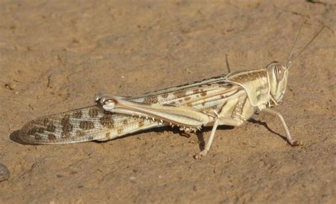 Desert locust - Alchetron, The Free Social Encyclopedia