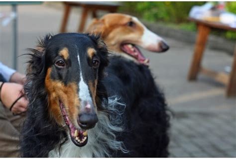 Borzoi Colors - National Borzoi Club