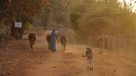 Bandhavgarh National Park - History, Location, Details, Ticket Price, Timings | Adotrip