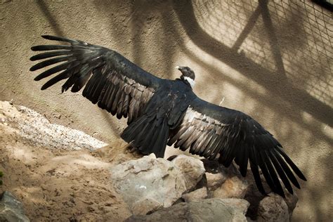 Andean Condor Wingspan (Vultur gryphus) | Kristen Ortwerth | Flickr