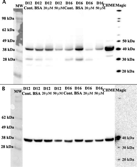 Element Umweltfreundlich Pferdestärken western blot labelling Animation ...